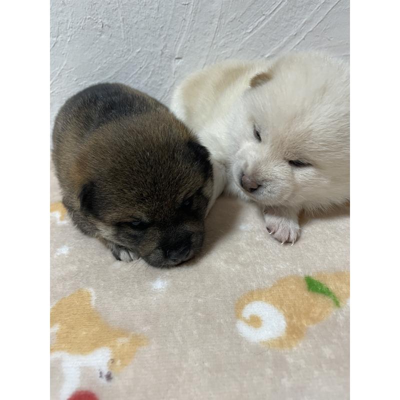 販売中の茨城県の柴犬-421809の3枚目