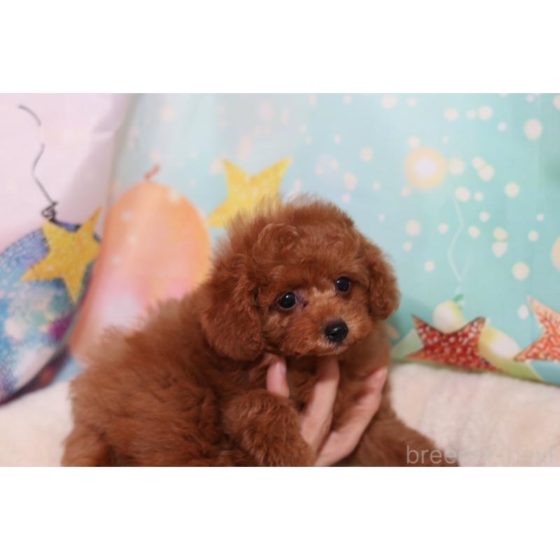 成約済の大阪府のティーカッププードル-419941の4枚目