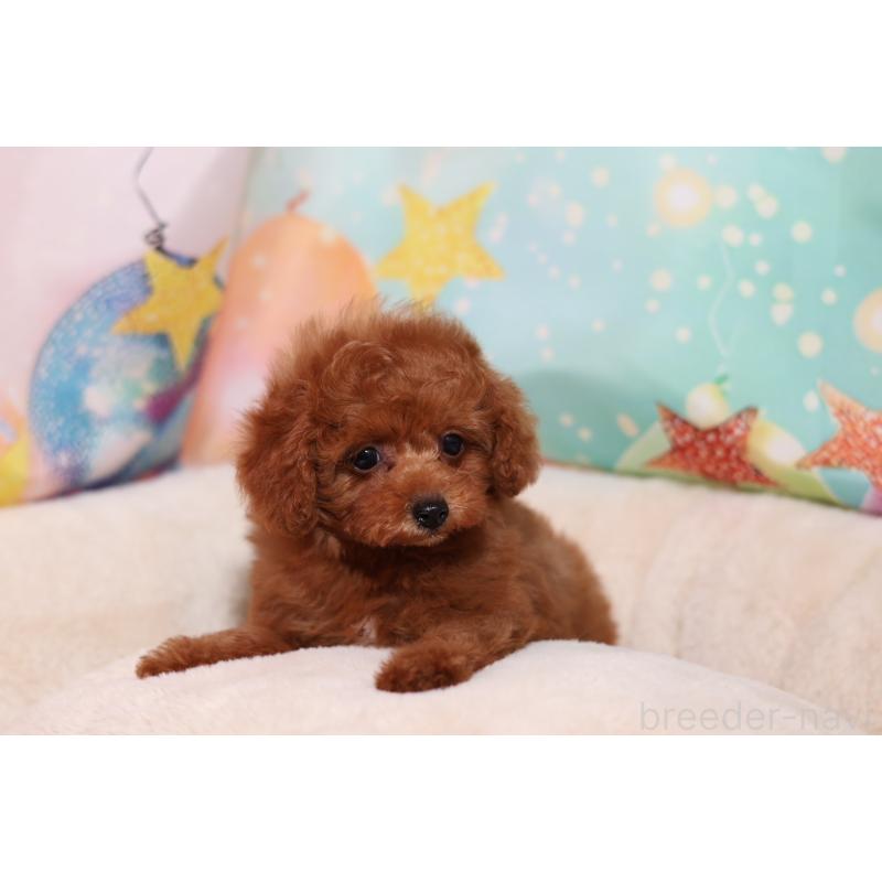 成約済の大阪府のティーカッププードル-419941の3枚目