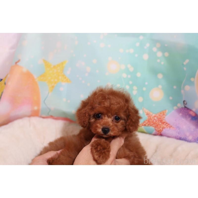 成約済の大阪府のティーカッププードル-419941の2枚目