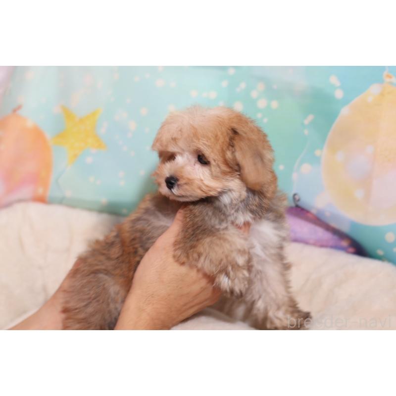 成約済の大阪府のミックス犬-419943の4枚目