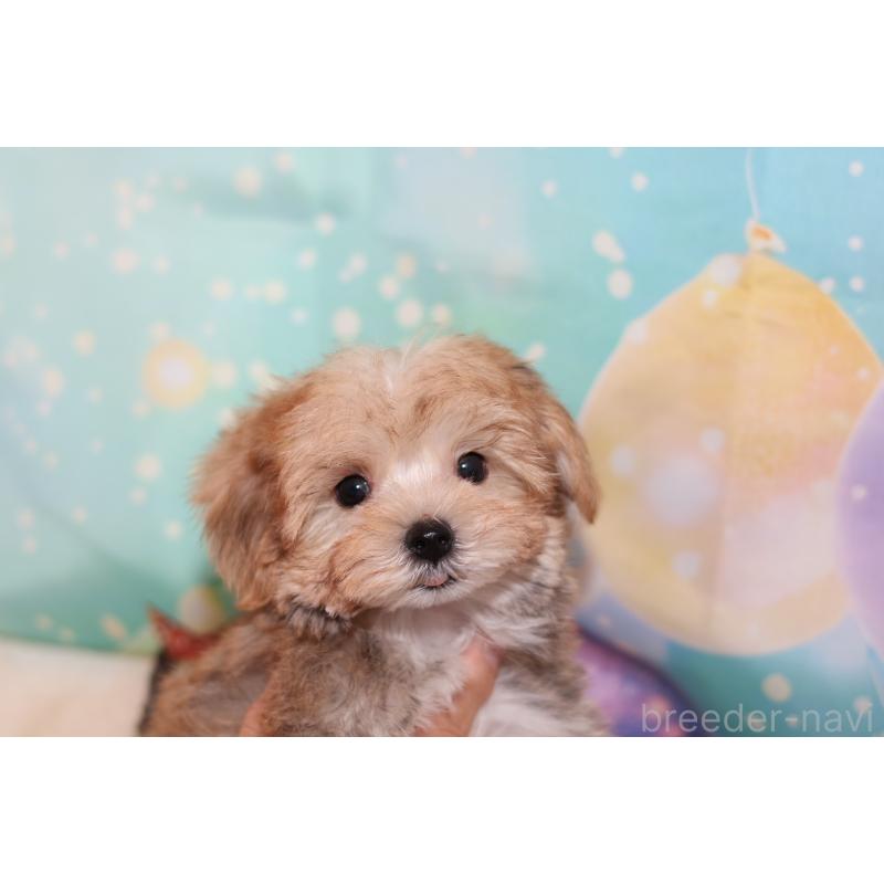 成約済の大阪府のミックス犬-419943の3枚目