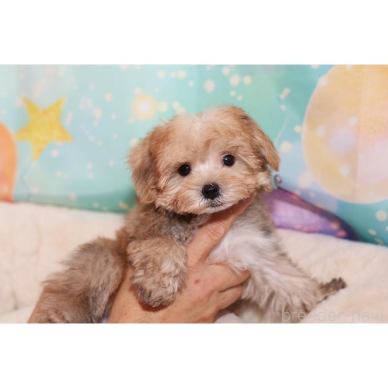 成約済の大阪府のミックス犬-419943の2枚目