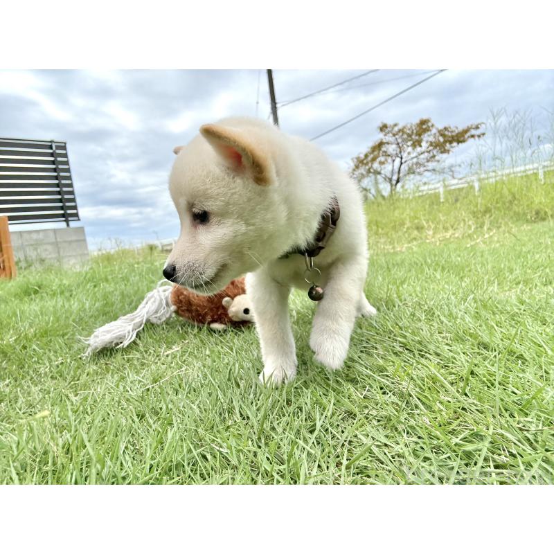 販売中の香川県の豆柴-421813の3枚目