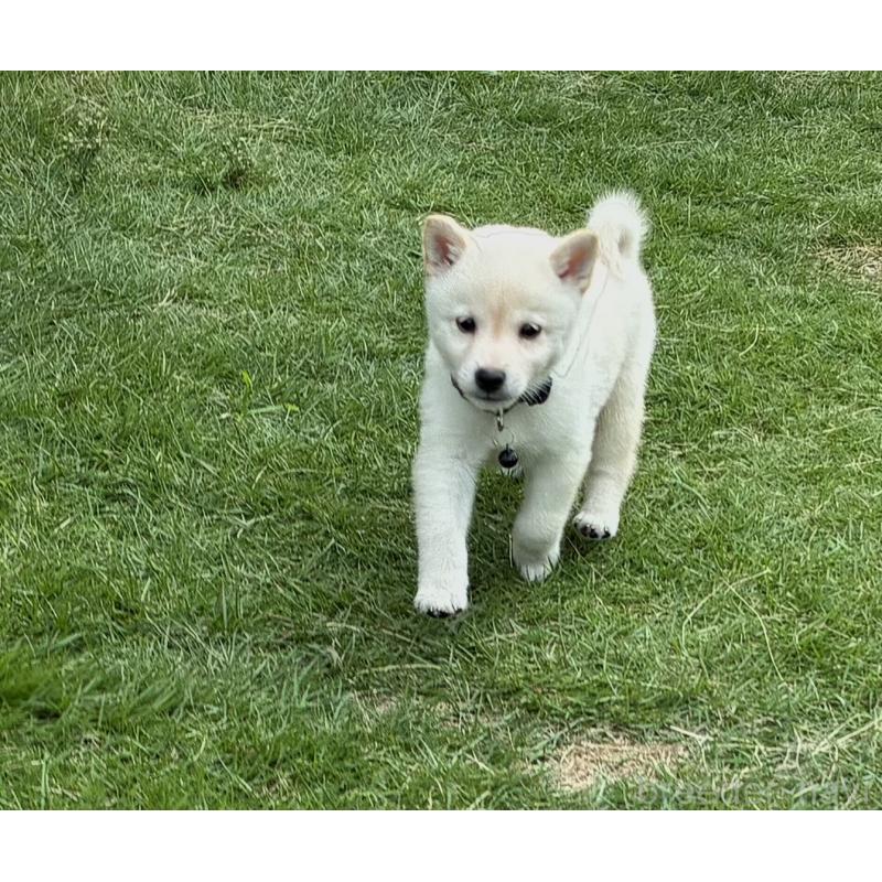 販売中の香川県の豆柴-421815の6枚目