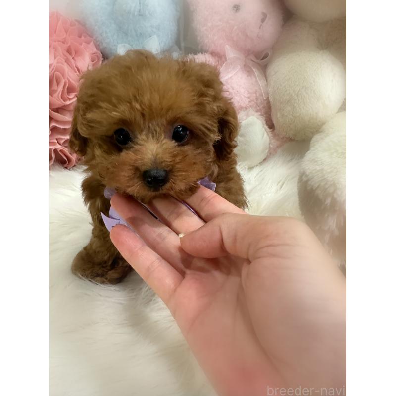 販売中の香川県のティーカッププードル-421817の5枚目