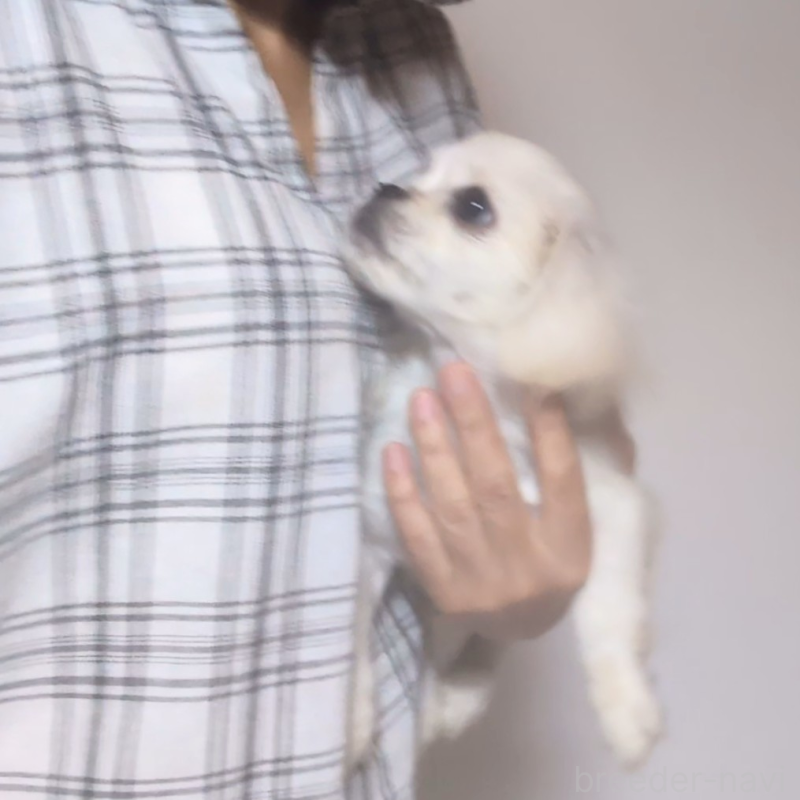 販売中の茨城県のミックス犬-413239の2枚目