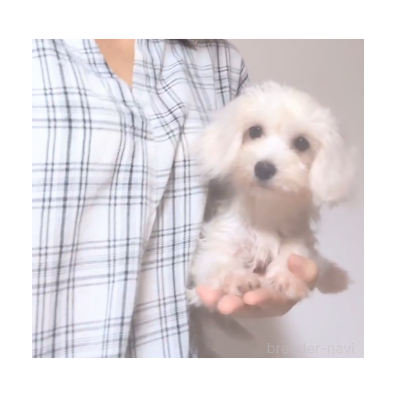 販売中の茨城県のマルプー:マルチーズ×トイプードル-400591の2枚目