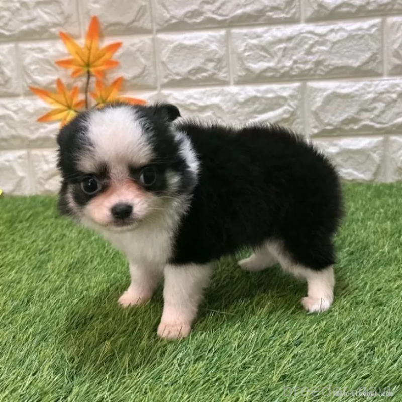 成約済の愛知県のチワワ(ロングコート)-419611の5枚目