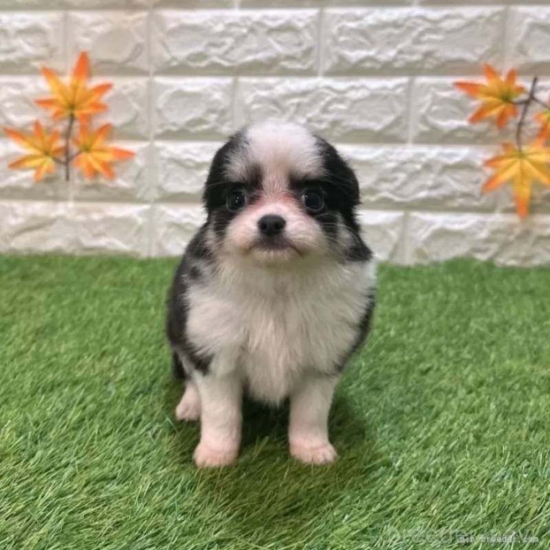 成約済の愛知県のチワワ(ロングコート)-419611の3枚目