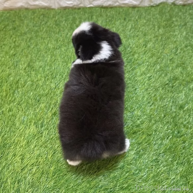 成約済の愛知県のチワワ(ロングコート)-419611の2枚目