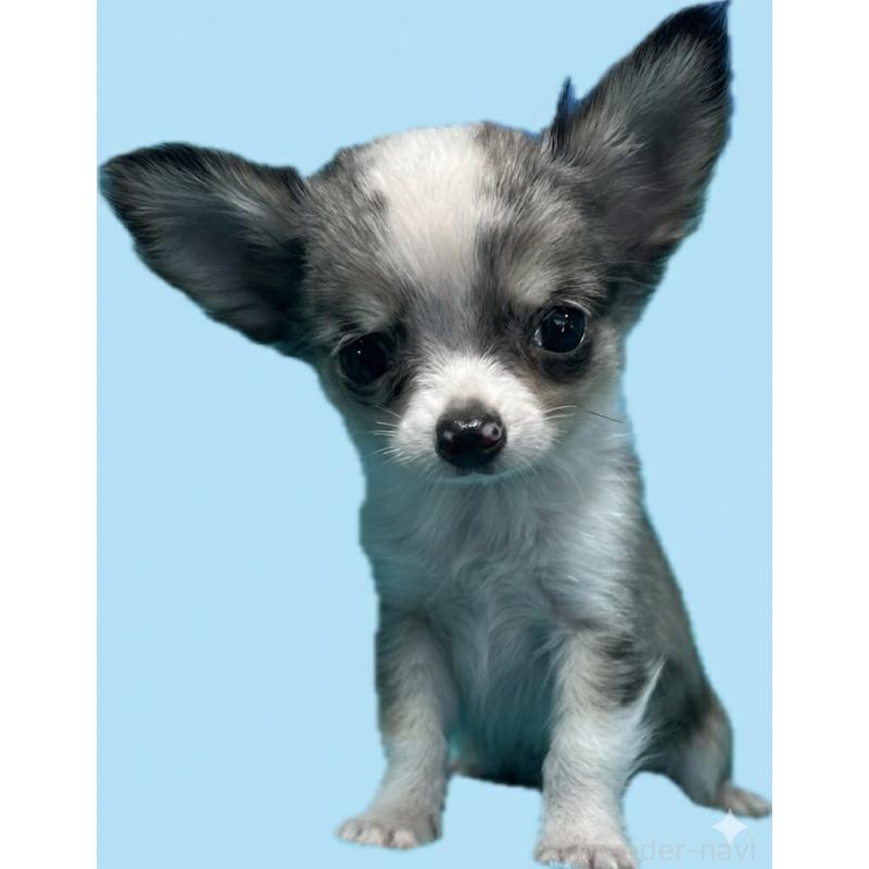 販売中の兵庫県のチワワ(ロングコート)-411032の2枚目