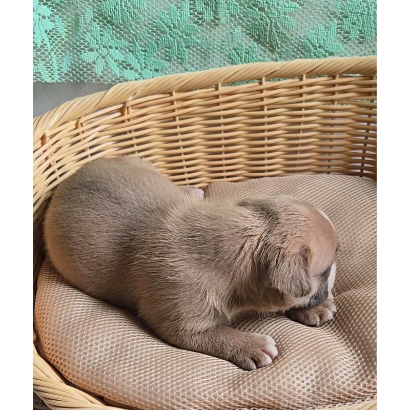 販売中の福岡県のアメリカンブリー-421826の2枚目