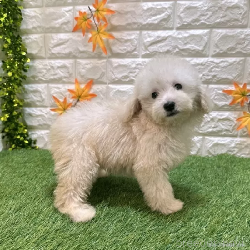 販売中の愛知県のトイプードル-414849の5枚目