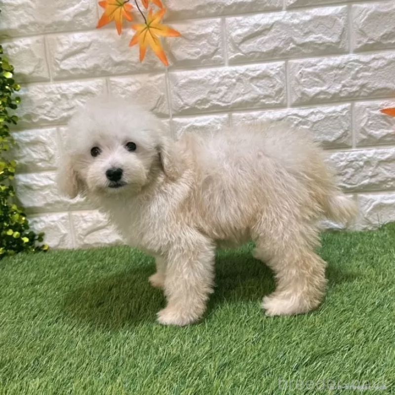 販売中の愛知県のトイプードル-414849の4枚目