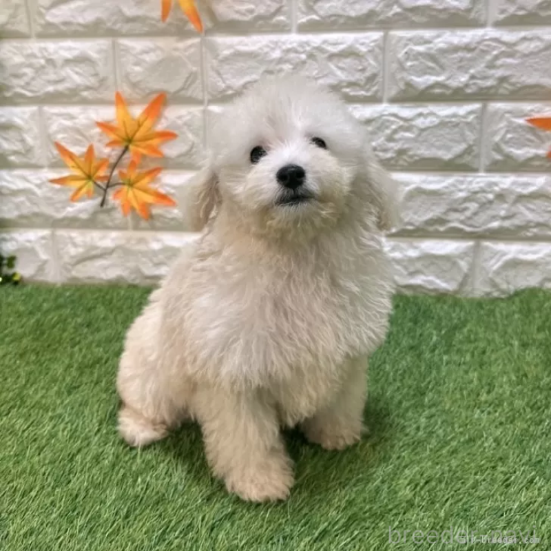 販売中の愛知県のトイプードル-414849の3枚目