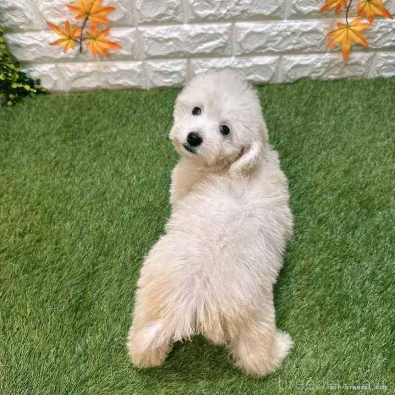 販売中の愛知県のトイプードル-414849の2枚目