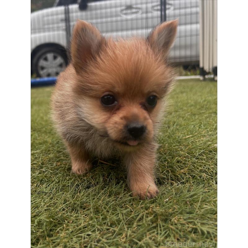 販売中の千葉県のミックス犬-421828の3枚目