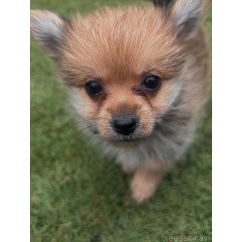 販売中の千葉県のミックス犬-421828の2枚目