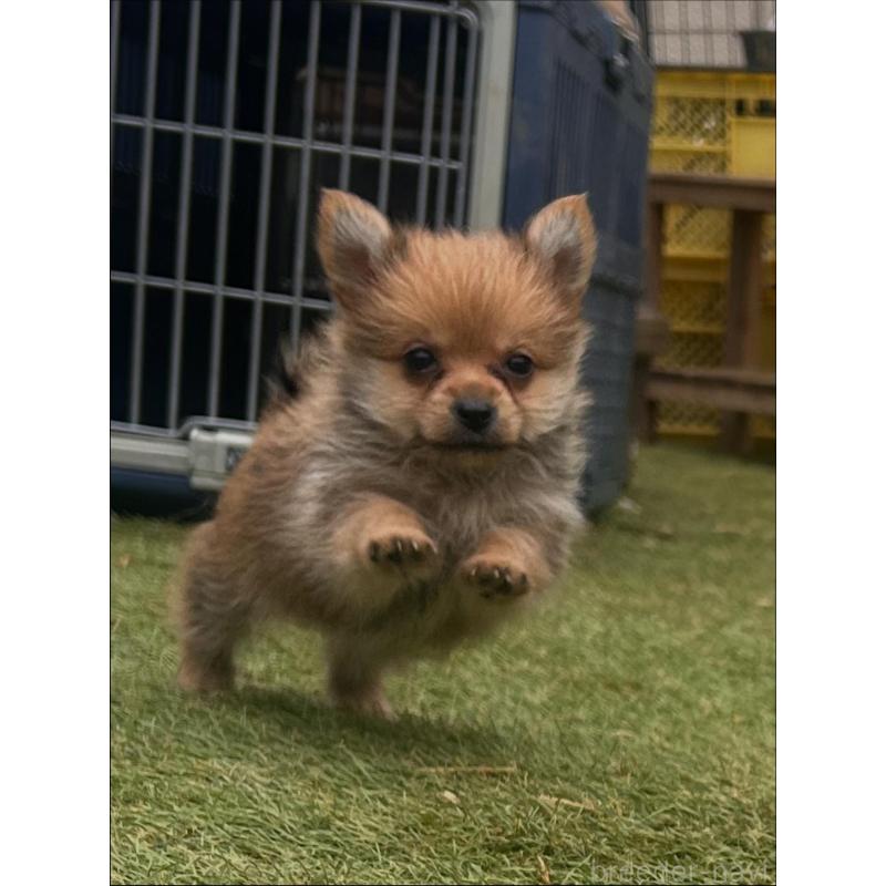 販売中の千葉県のミックス犬-421828の1枚目