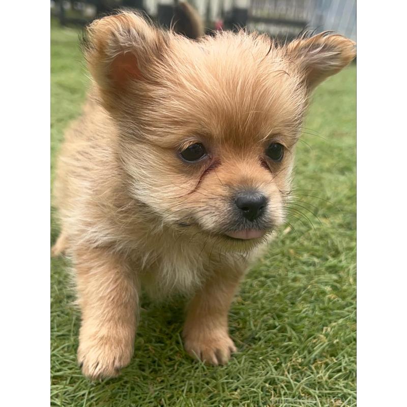 販売中の千葉県のミックス犬-421830の4枚目