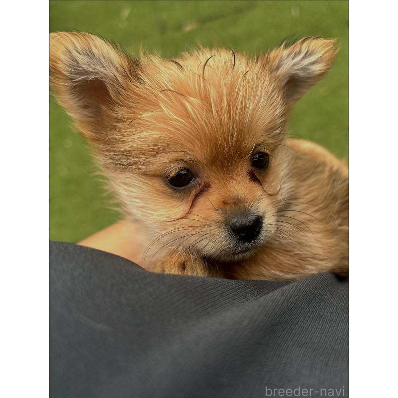 販売中の千葉県のミックス犬-421830の3枚目