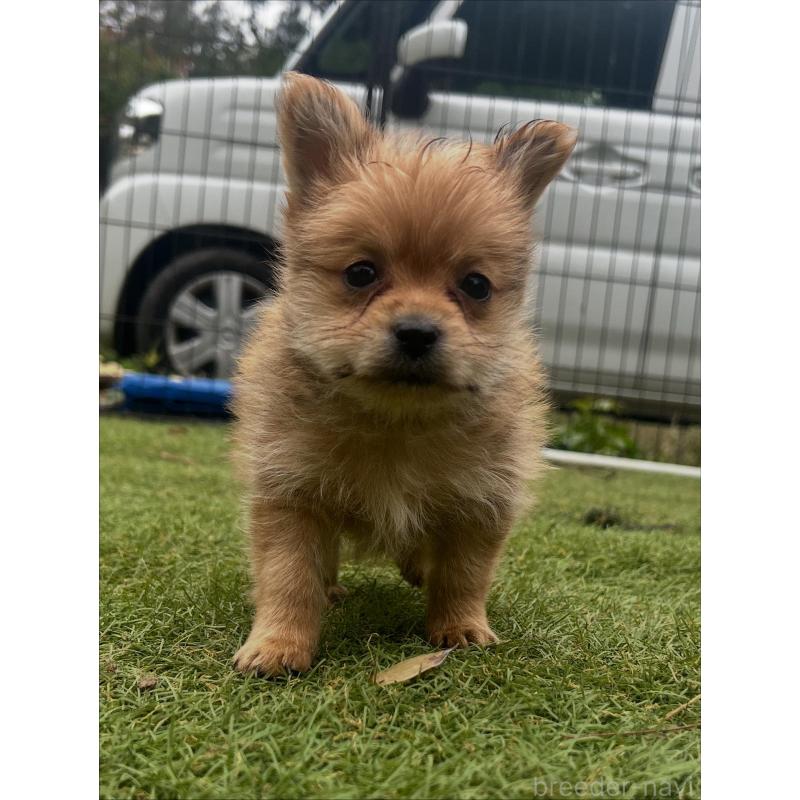 販売中の千葉県のミックス犬-421830の2枚目