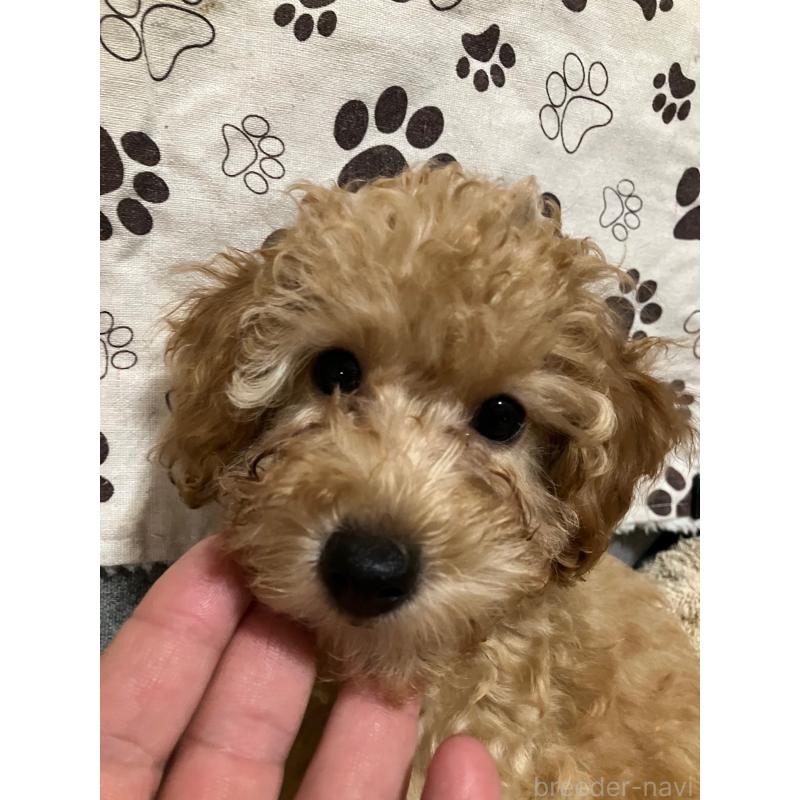 販売中の沖縄県のタイニープードル-419340の8枚目
