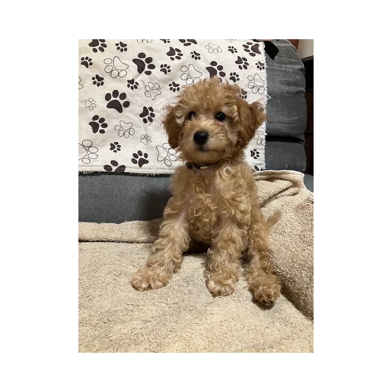 販売中の沖縄県のタイニープードル-419340の7枚目