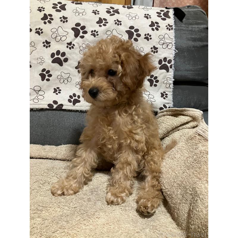 販売中の沖縄県のタイニープードル-419340の6枚目