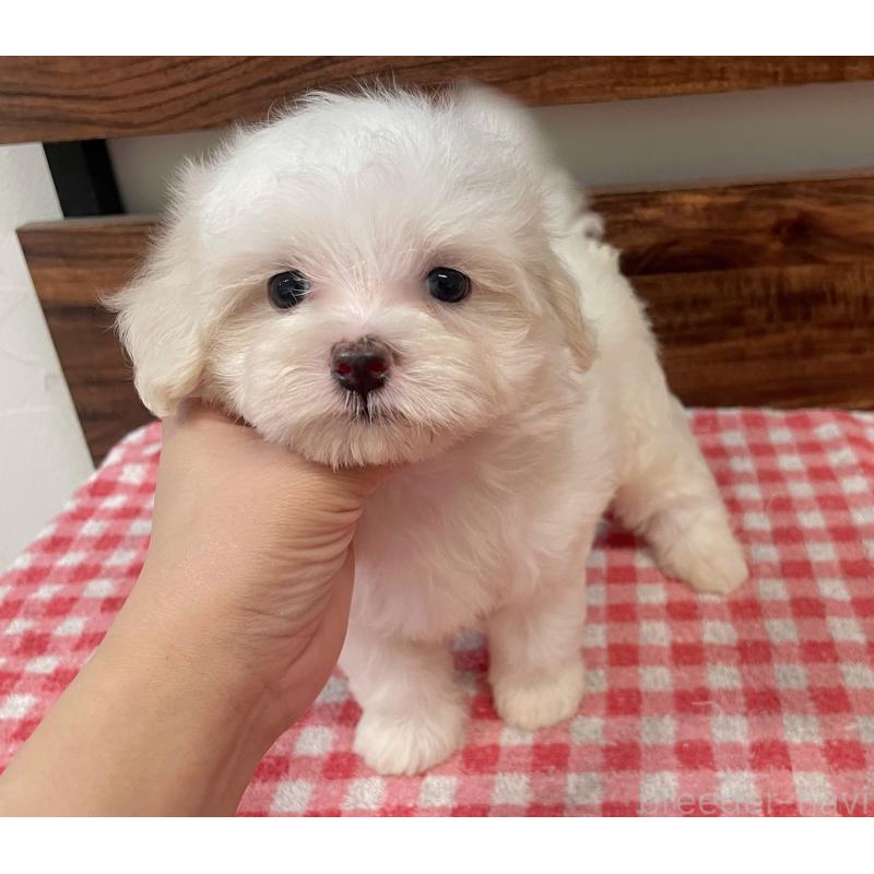 成約済の静岡県のマルプー:マルチーズ×トイプードル-419712の4枚目