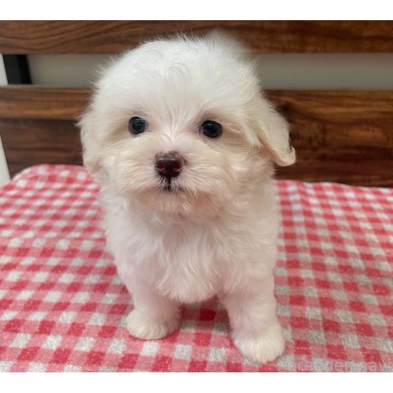 成約済の静岡県のマルプー:マルチーズ×トイプードル-419712の3枚目