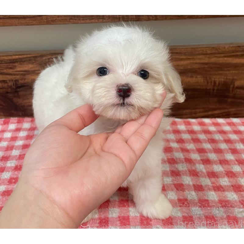 成約済の静岡県のマルプー:マルチーズ×トイプードル-419712の2枚目