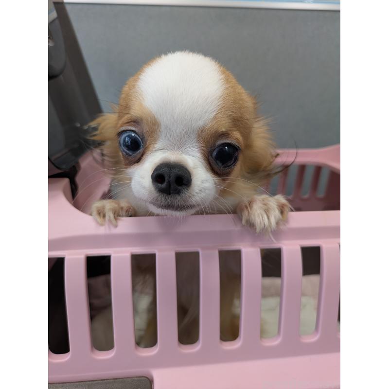 販売中ののチワワ(ロングコート)-370286