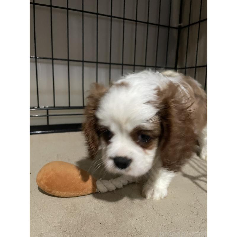 成約済の岡山県のキャバリアキングチャールズスパニエル-416904の4枚目