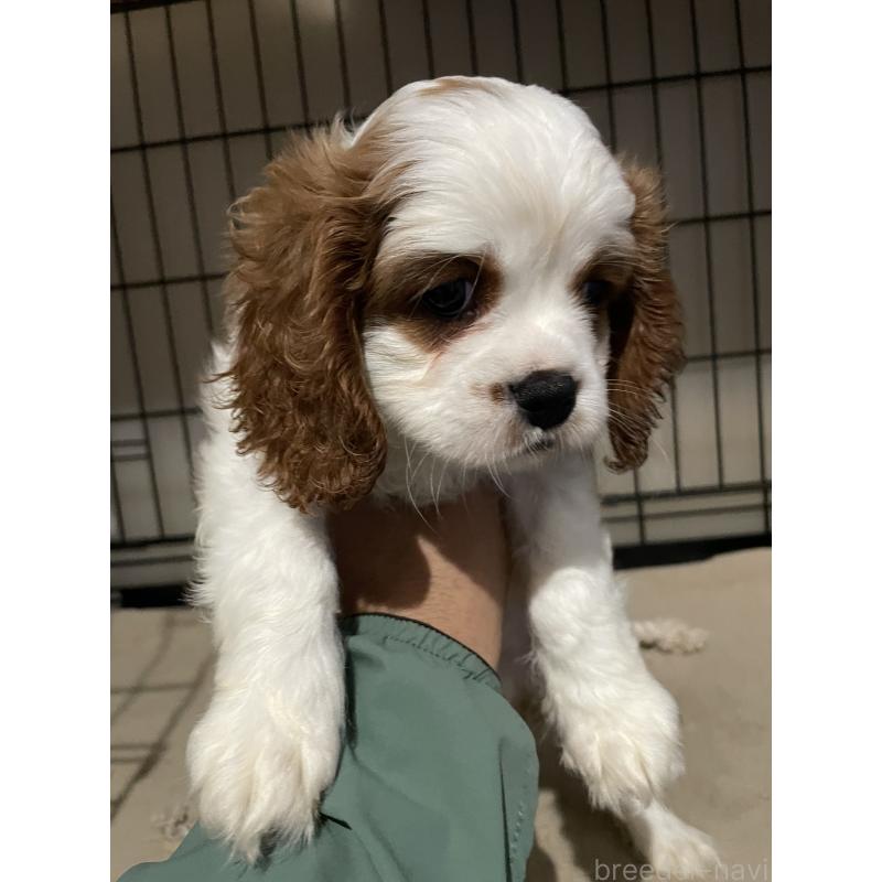 成約済の岡山県のキャバリアキングチャールズスパニエル-416904の3枚目