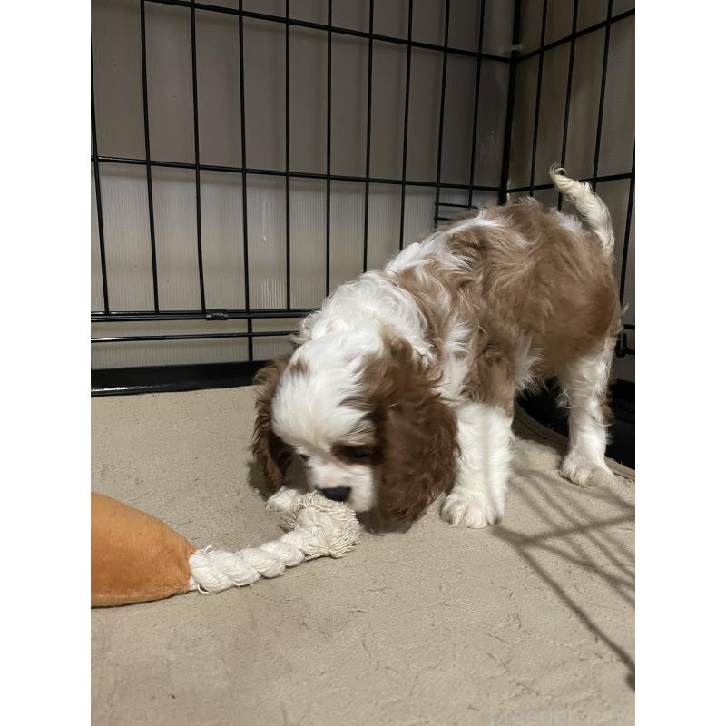 成約済の岡山県のキャバリアキングチャールズスパニエル-416904の2枚目