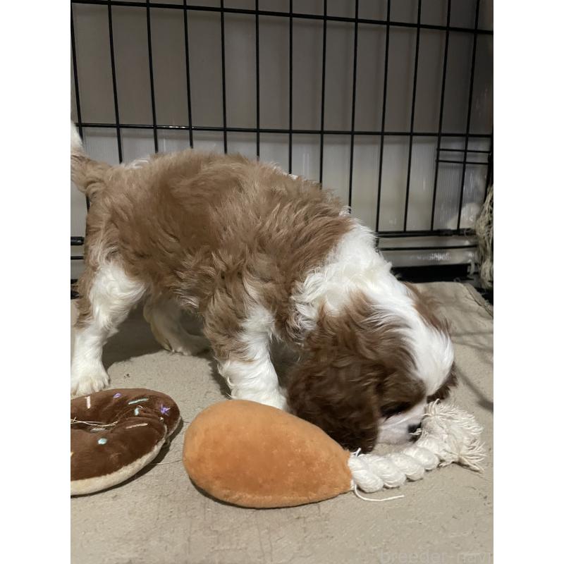 成約済の岡山県のキャバリアキングチャールズスパニエル-416902の4枚目