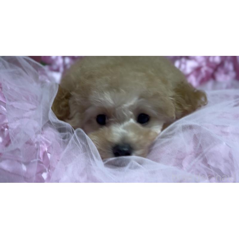 販売中の香川県のトイプードル-408920の9枚目