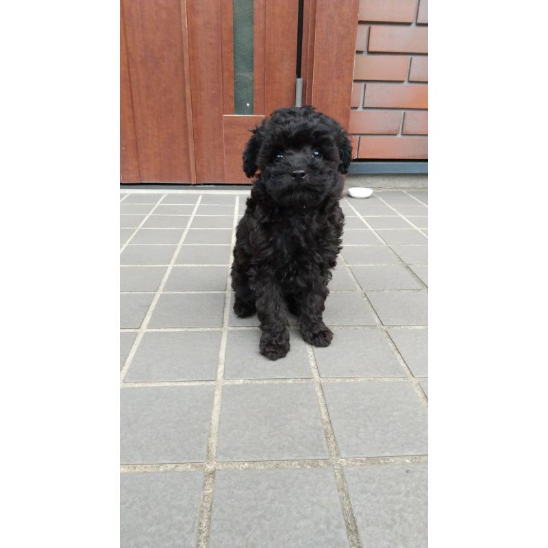 成約済の栃木県のトイプードル-420178の6枚目