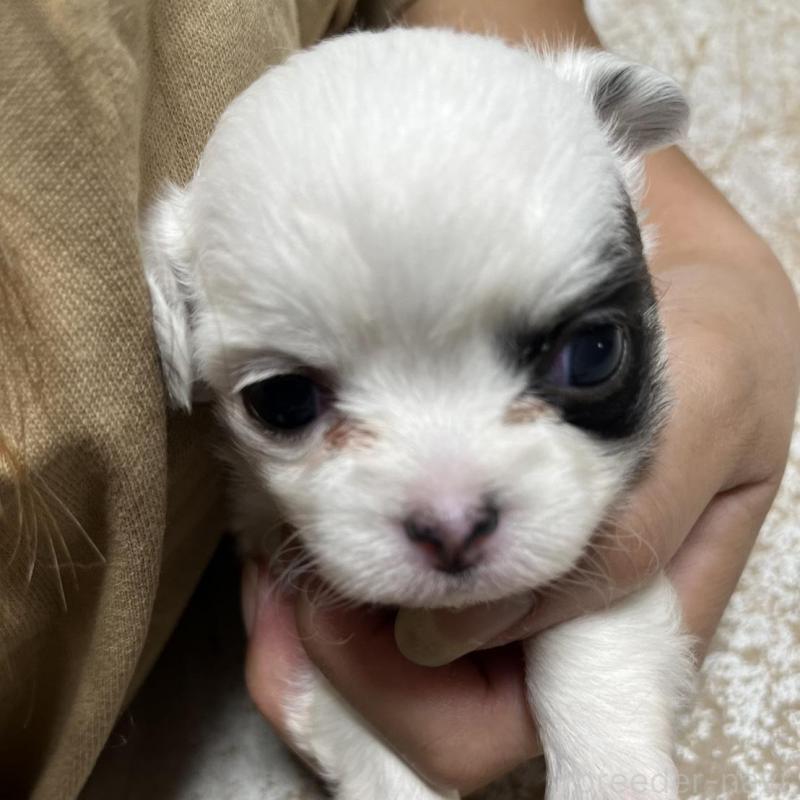 販売中の愛知県のチワワ(ロングコート)-418217