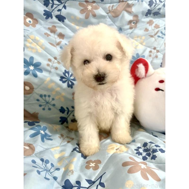 成約済の東京都のビションフリーゼ-417133の24枚目