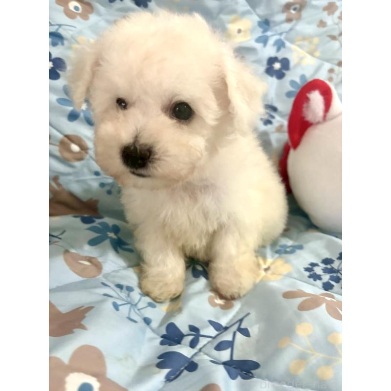 成約済の東京都のビションフリーゼ-417133の23枚目