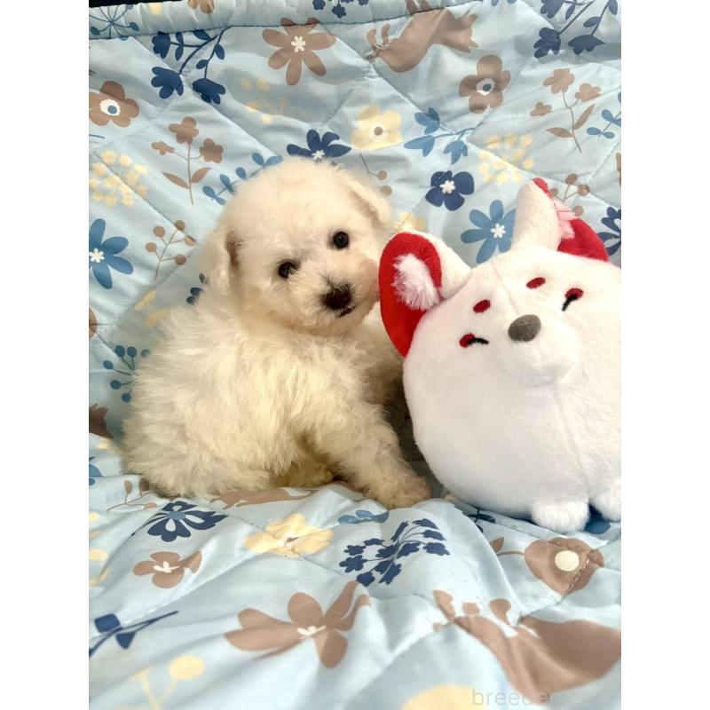 成約済の東京都のビションフリーゼ-417133の22枚目