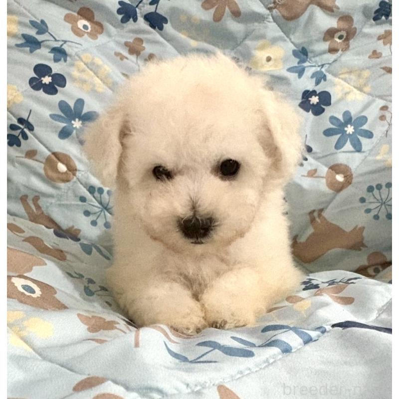 販売中の東京都のビションフリーゼ-417133