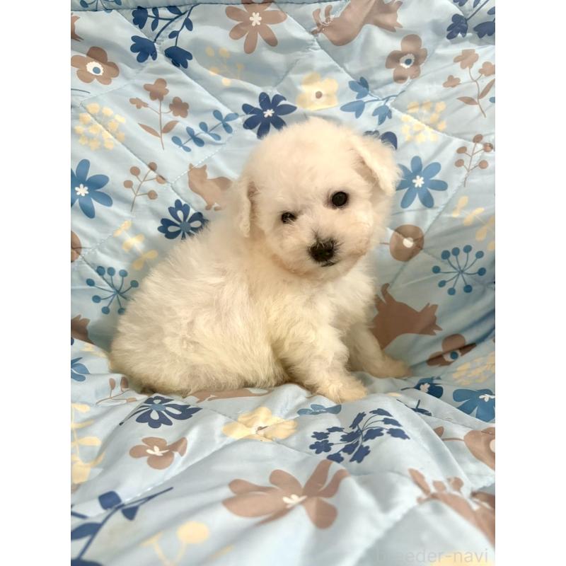 成約済の東京都のビションフリーゼ-417133の19枚目