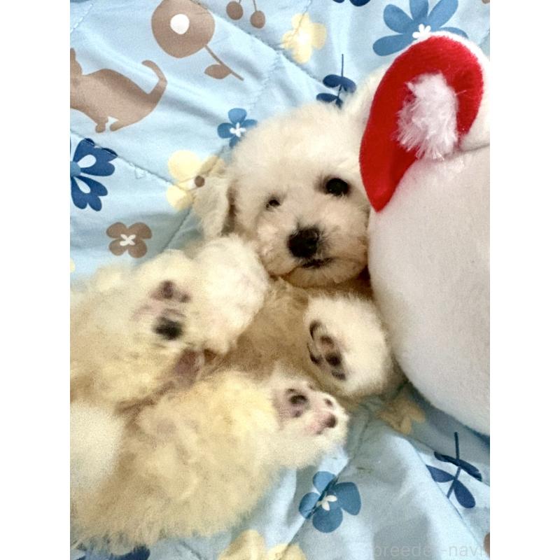 成約済の東京都のビションフリーゼ-417133の18枚目