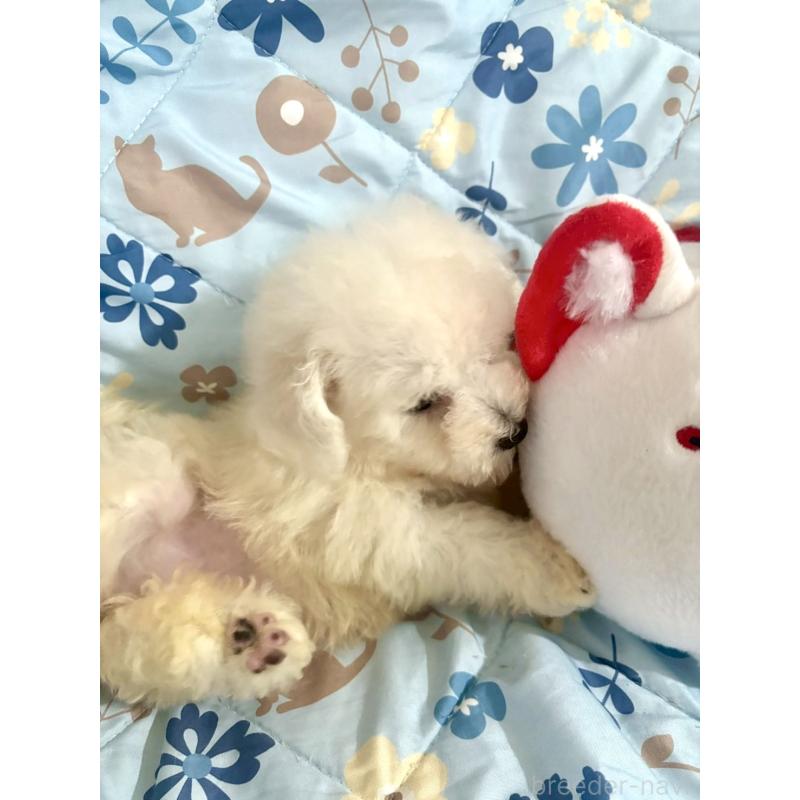 成約済の東京都のビションフリーゼ-417133の15枚目