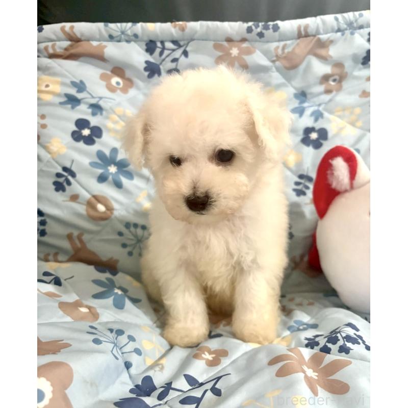 成約済の東京都のビションフリーゼ-417133の14枚目