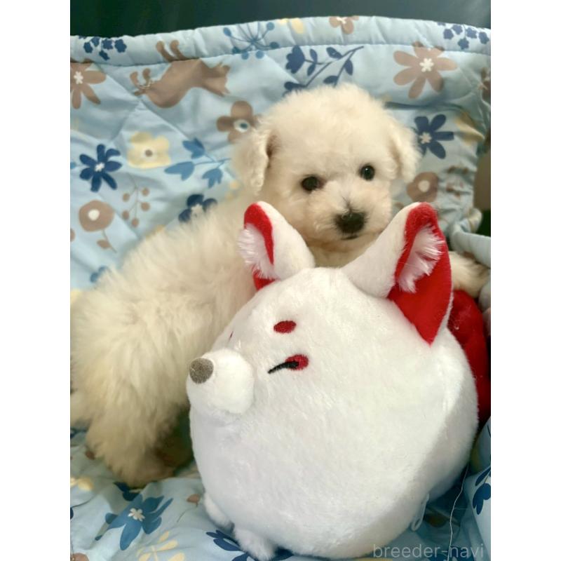 成約済の東京都のビションフリーゼ-417133の12枚目